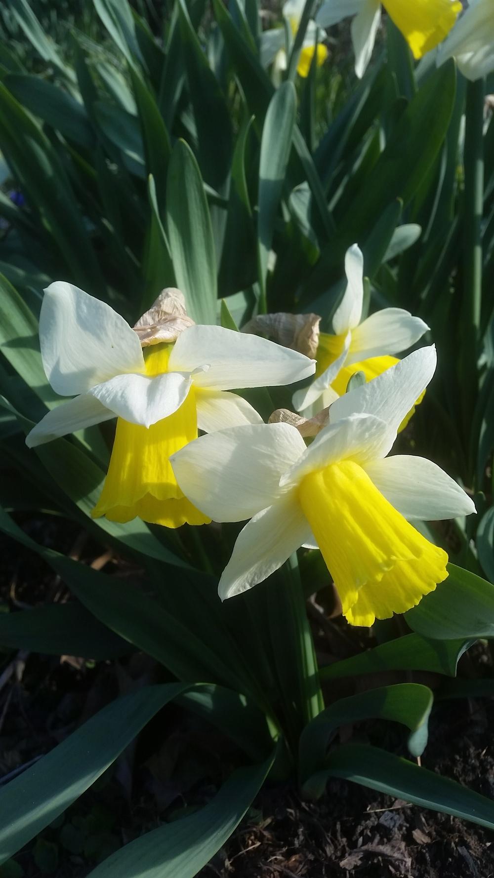 photo of the bloom of trumpet narcissus (narcissus bravoure)