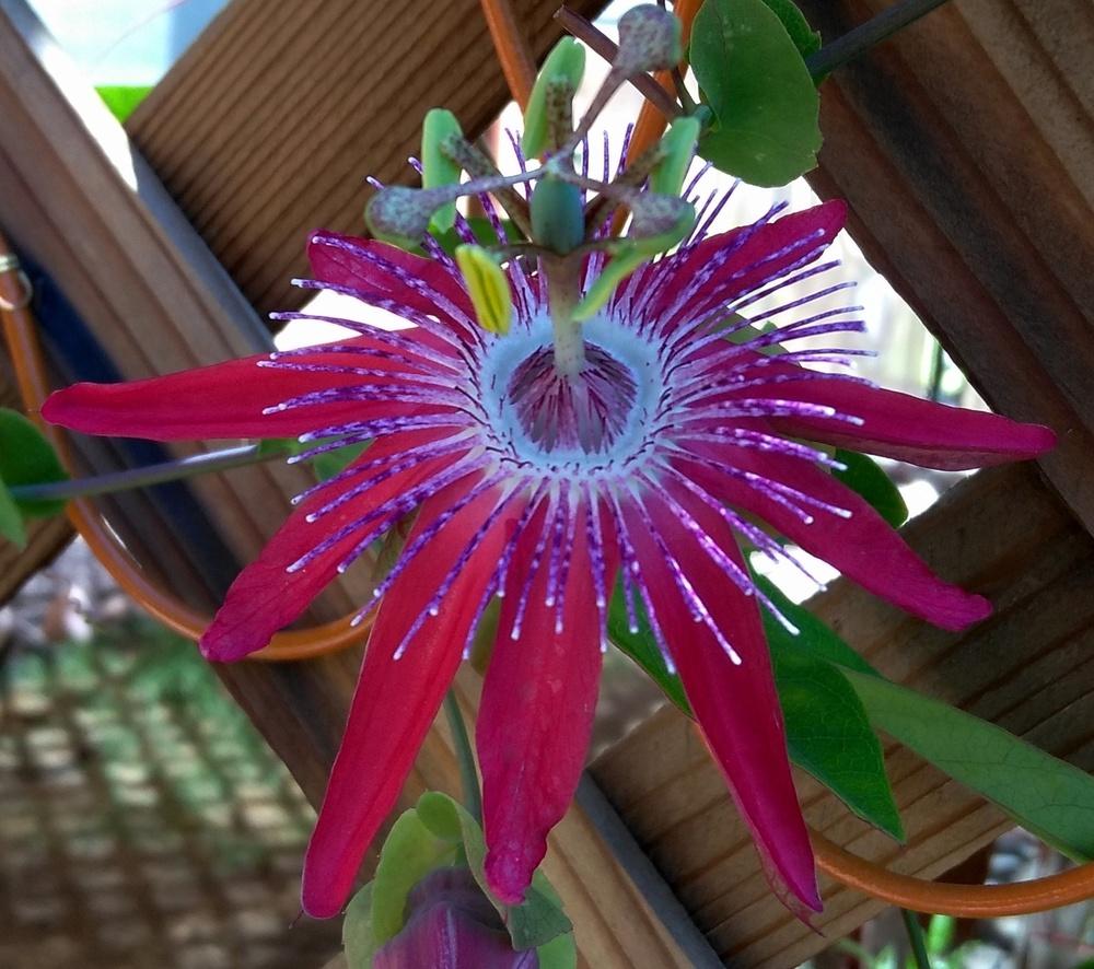 passion flower   passiflora pura vida)  by cocoajuno