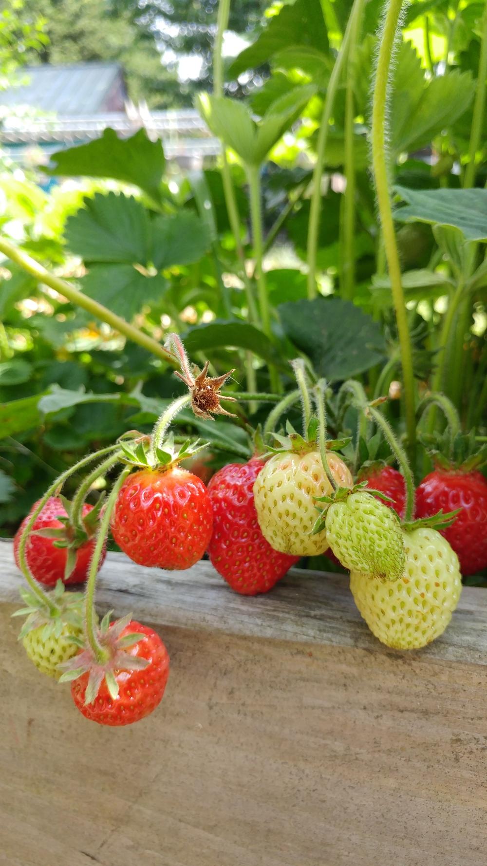 photo of the fruit of strawberry (fragaria x ananassa benton)