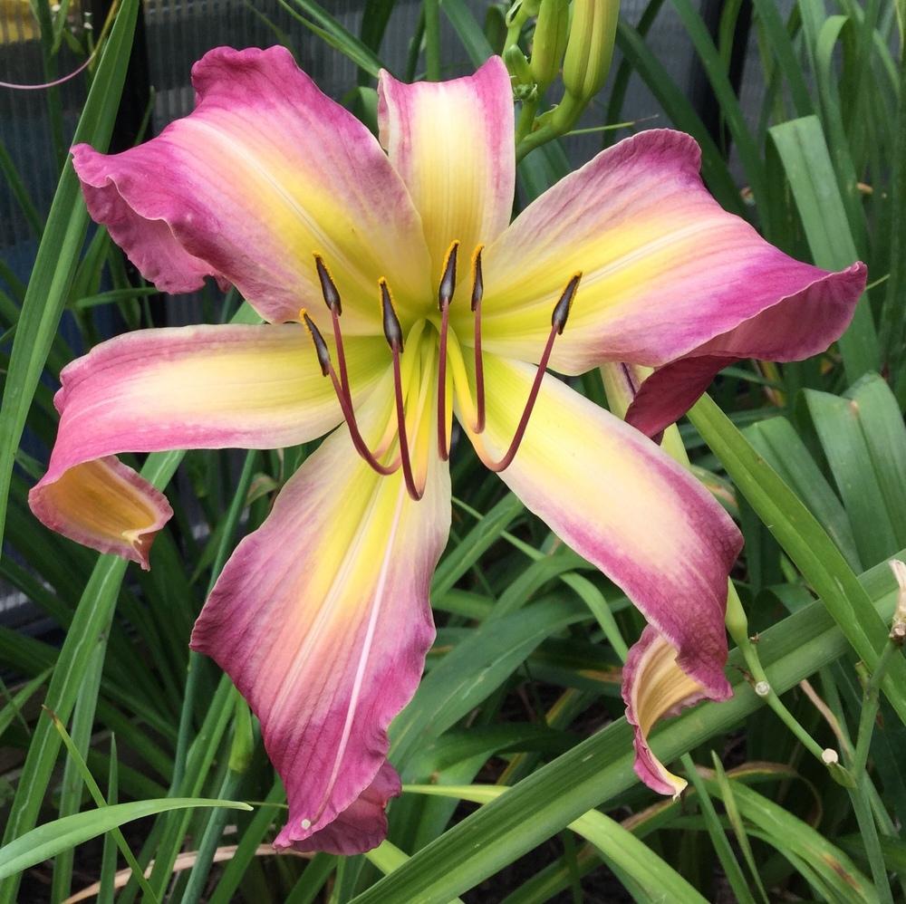 photo of the bloom of daylily (hemerocallis north wind dancer)