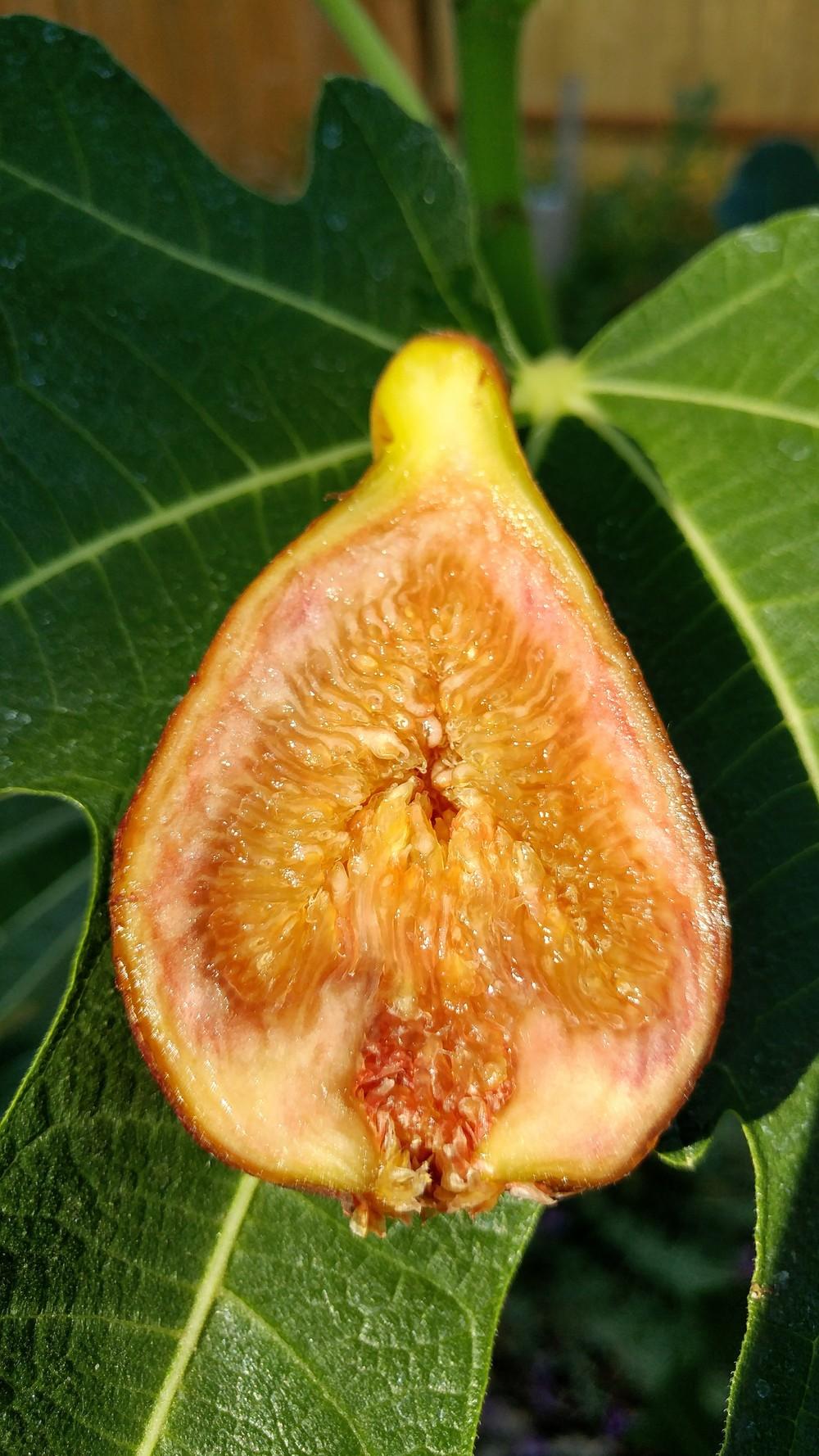 photo of the fruit of fig (ficus carica olympian) posted by