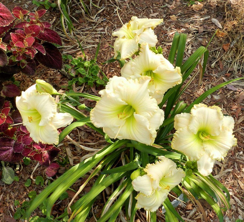 photo of the entire plant of daylily (hemerocallis spacecoast