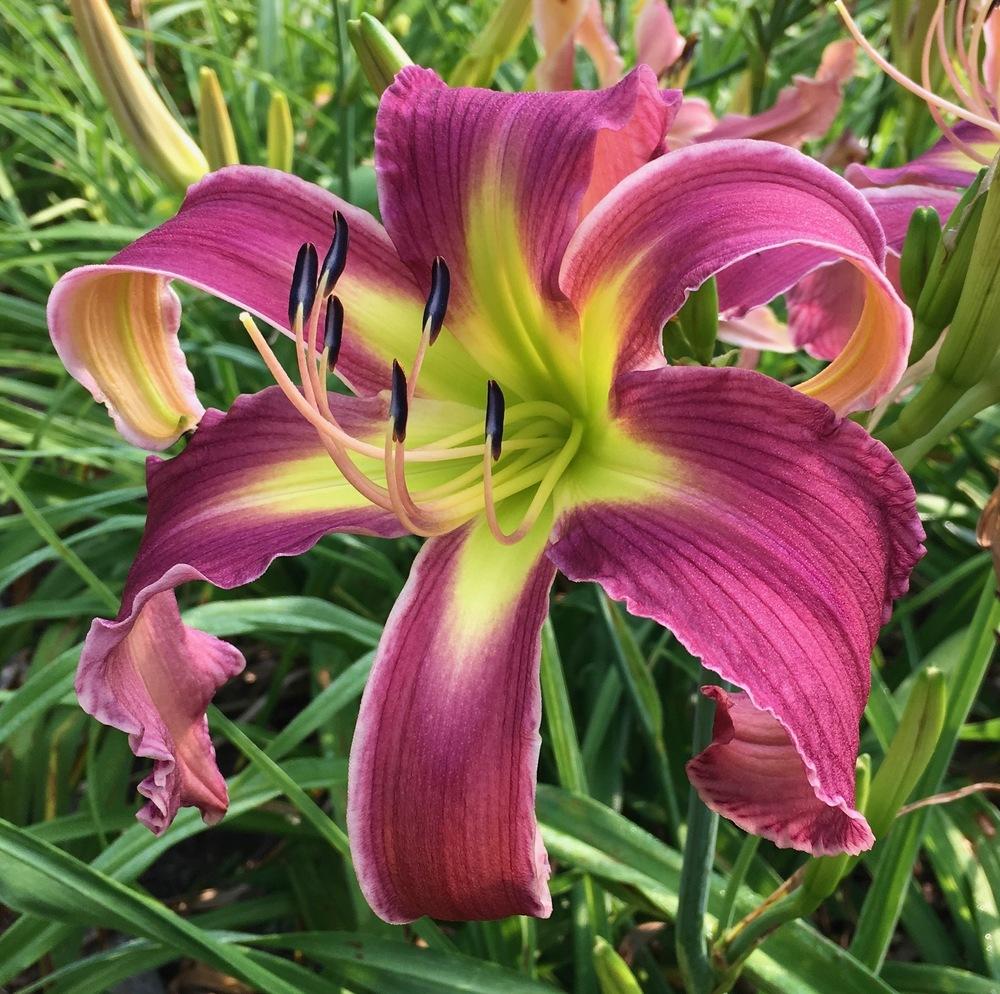 photo of the bloom of daylily (hemerocallis melody pond)
