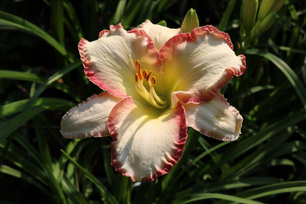 daylily ( i>hemerocallis /i> shes got the look)