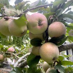 Uploaded by Newgreen Uploaded by Newgreen