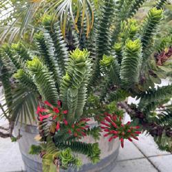 Uploaded by Hortica Uploaded by Hortica