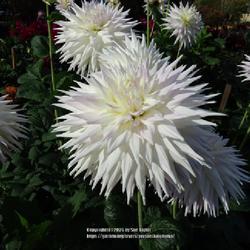 Uploaded by kniphofia Uploaded by kniphofia