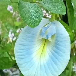 Uploaded by poisondartfrog Uploaded by poisondartfrog