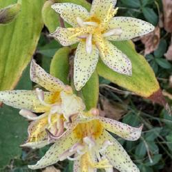 Uploaded by crawgarden Uploaded by crawgarden